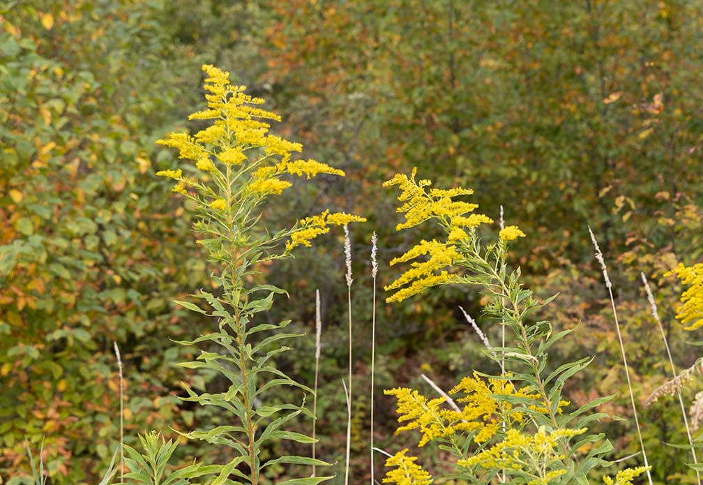Goldenrod