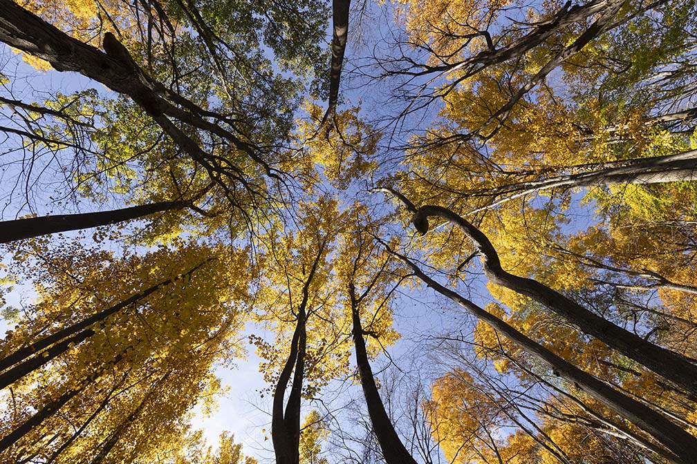 Jenny Jump Mountain Trees in The Fall