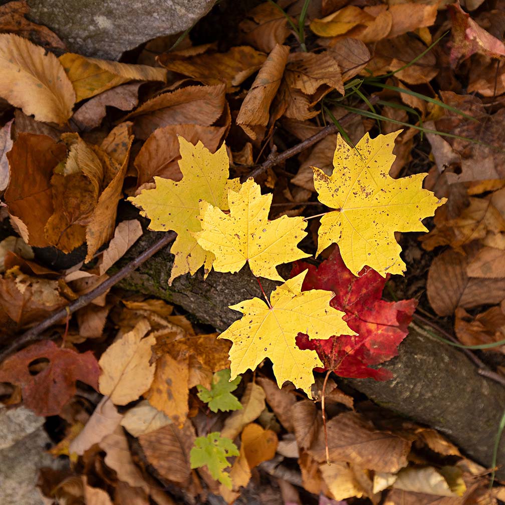 Jenny Jump Maple Leaves