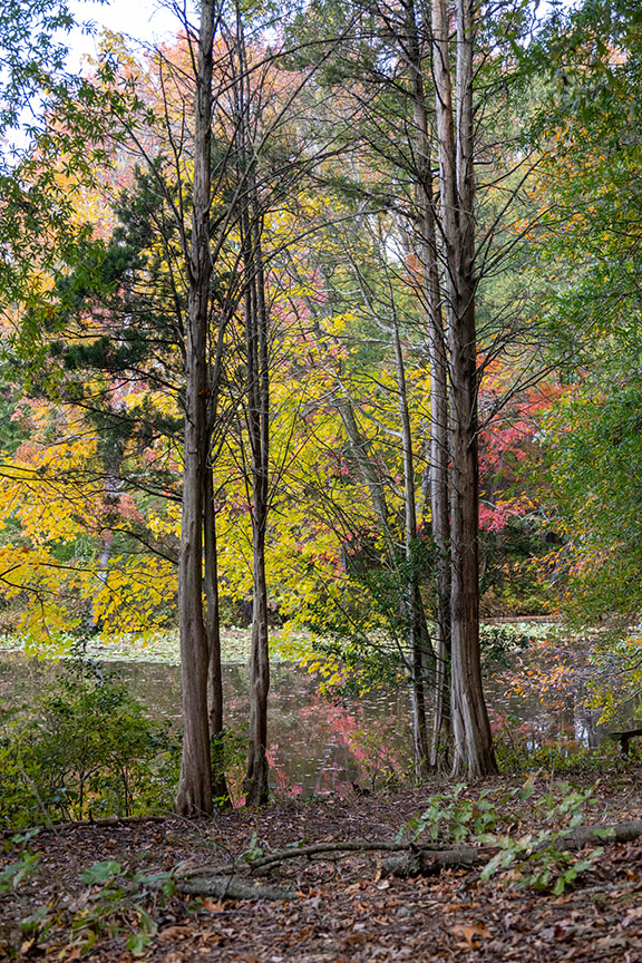 Fall Colors at Laurel Lake