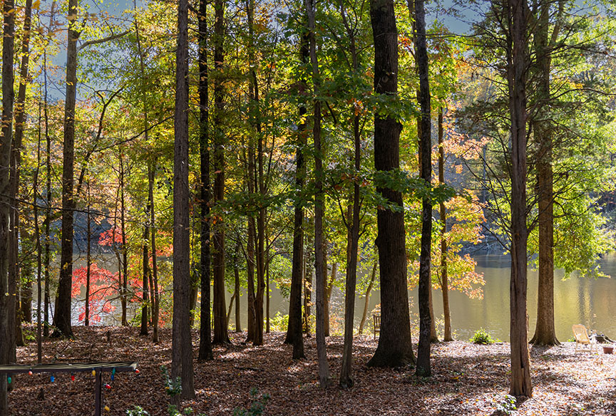 Wooded View of Laurel Lake
