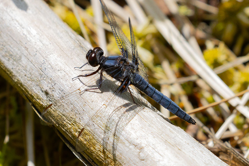 Malaga Lake Dragonfly