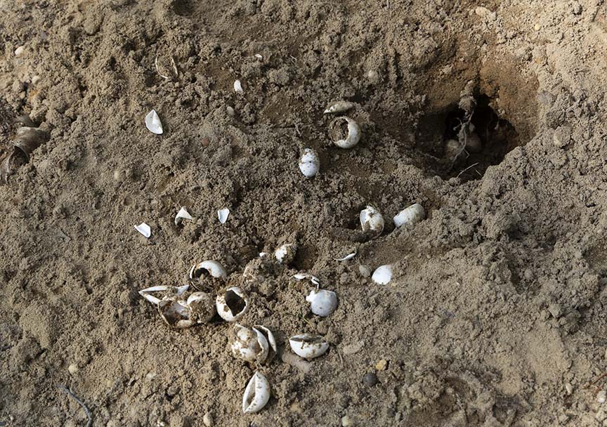 Maurice River Bluffs hatched eggs