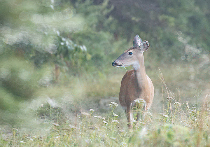 deer at Maurice river