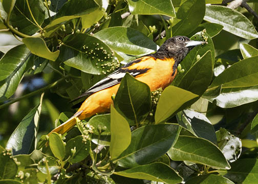 Oriole