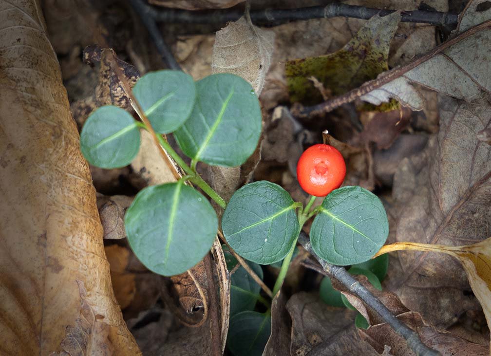 Partridgeberry