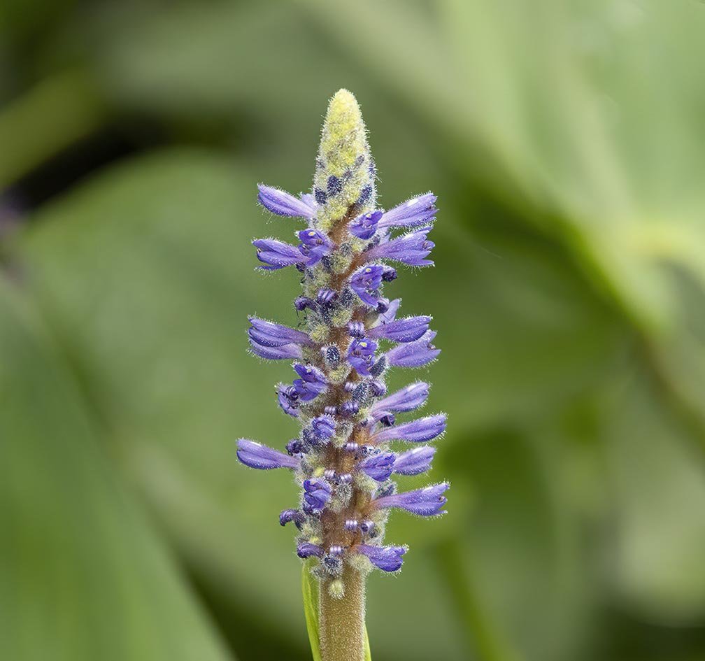 Parvin Lake Pickerelweed