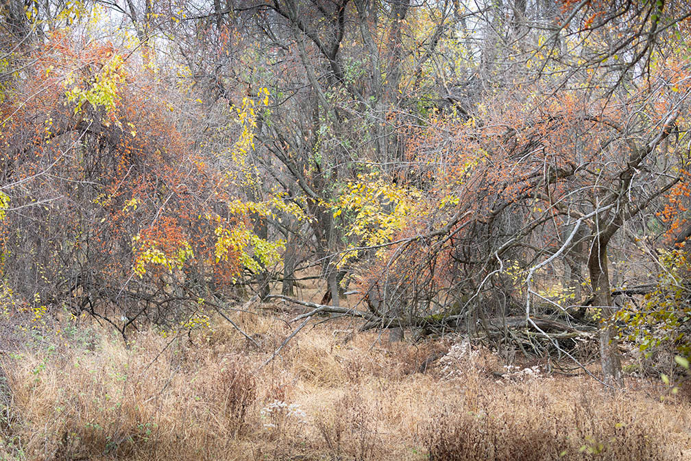 Petty island Patterns And Textures