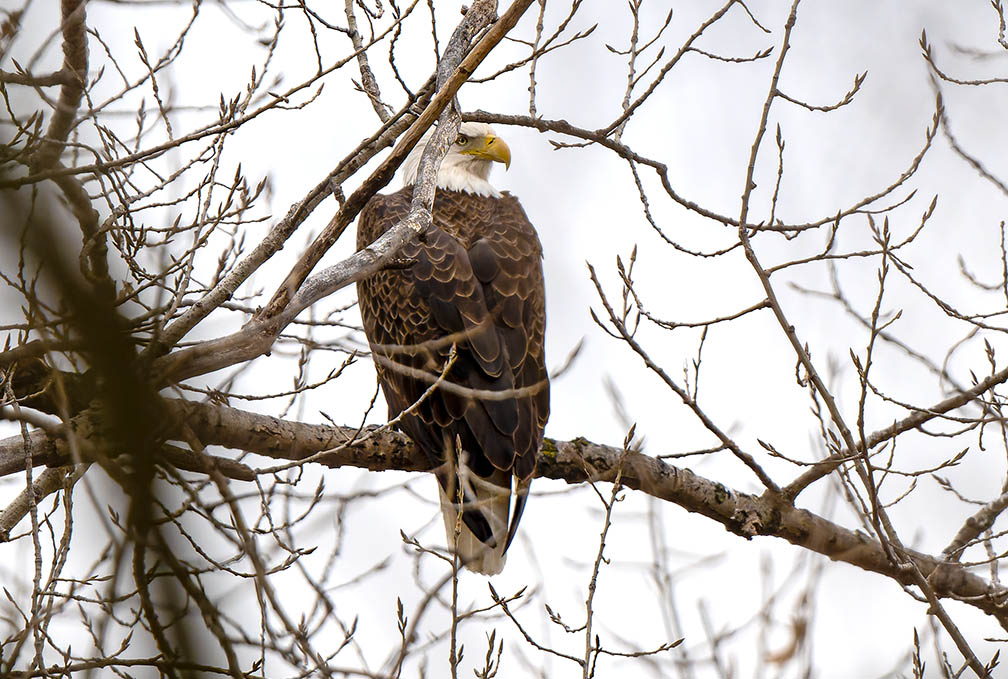 Petty Island Bald Eagle