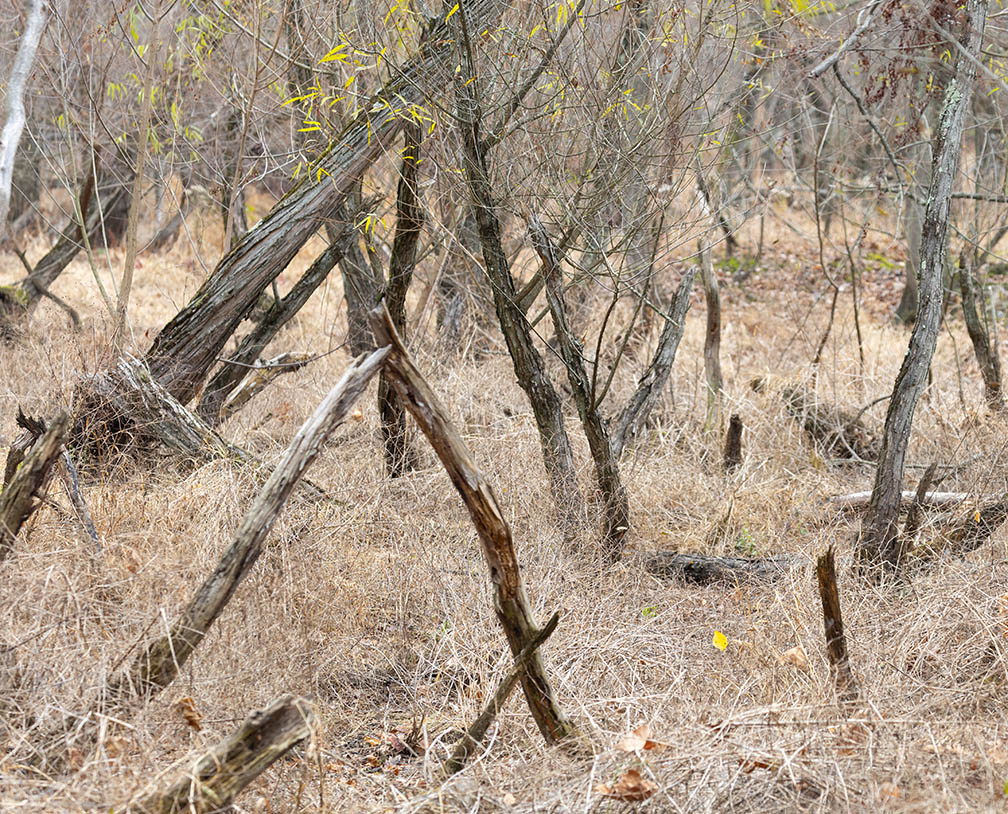 Abstract Photography on Petty's Island