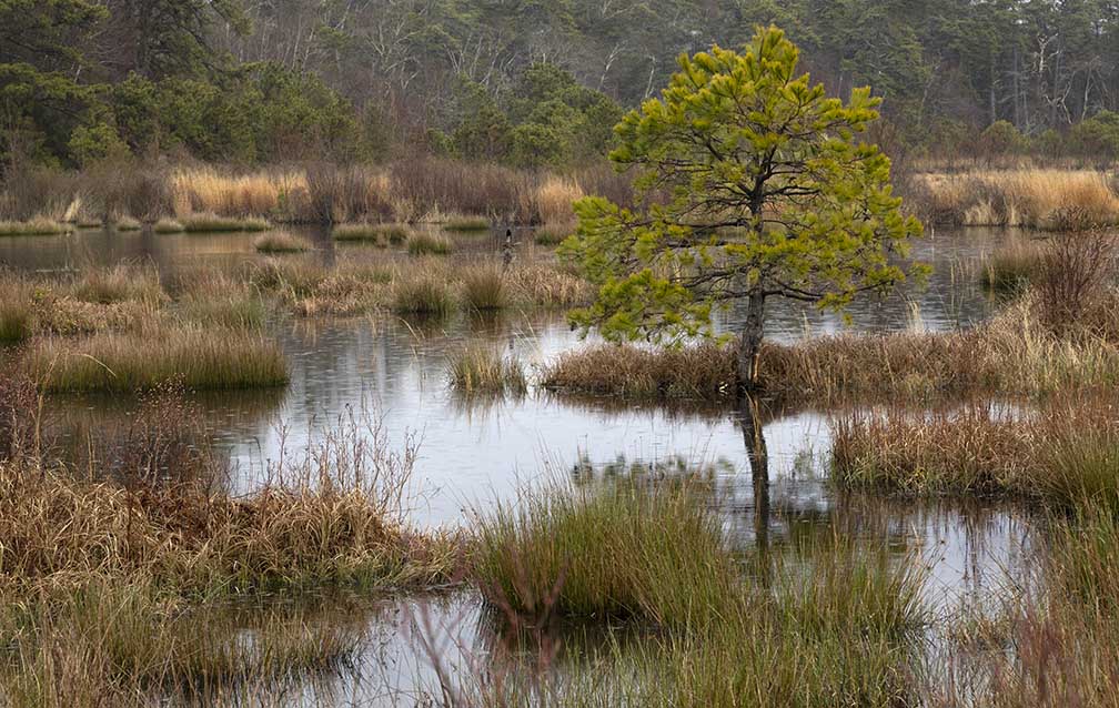 Pine Barrens evergreen tree