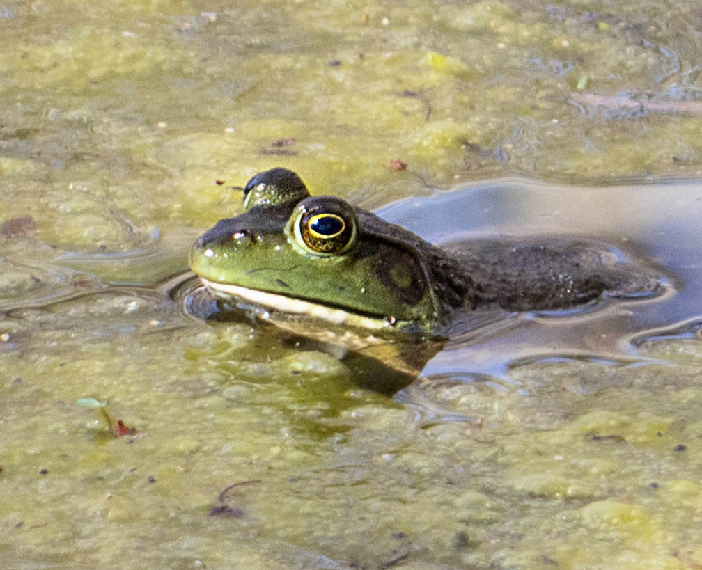 Piney Hollow Frog