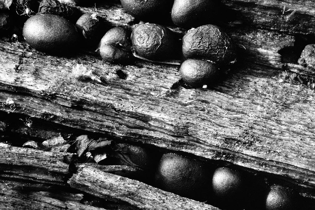 Black And White Macro Abstract