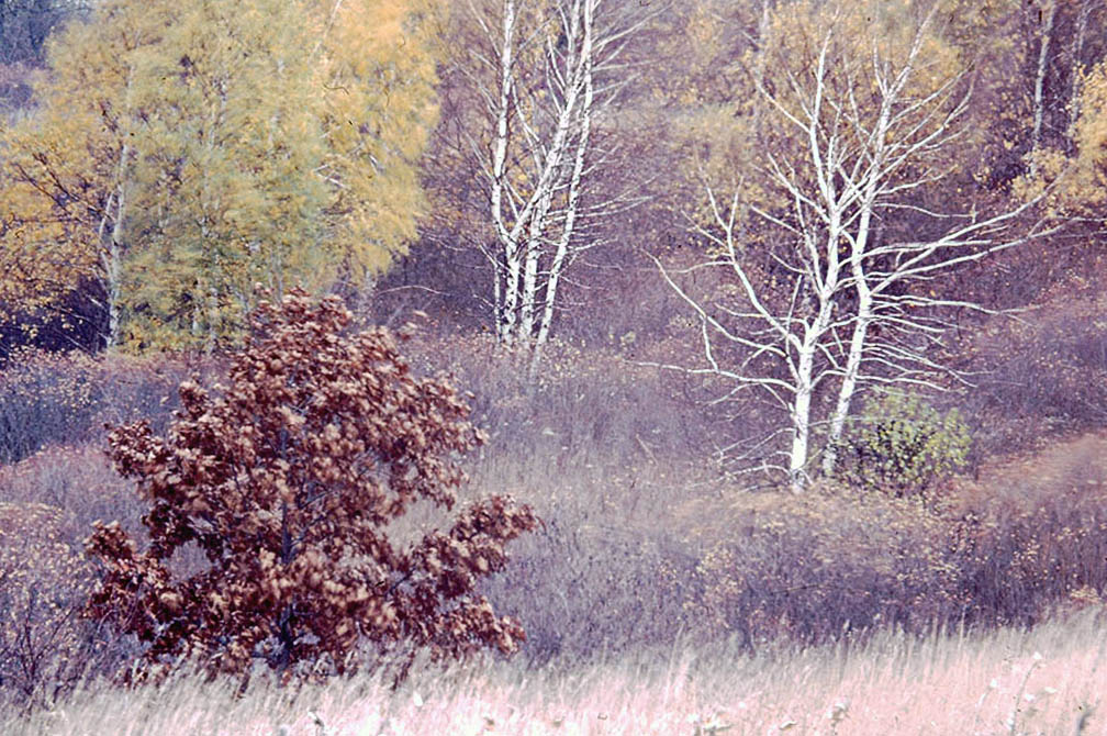 Aspen or Birch Trees