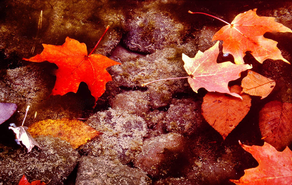 Red Maple Leaf In Water