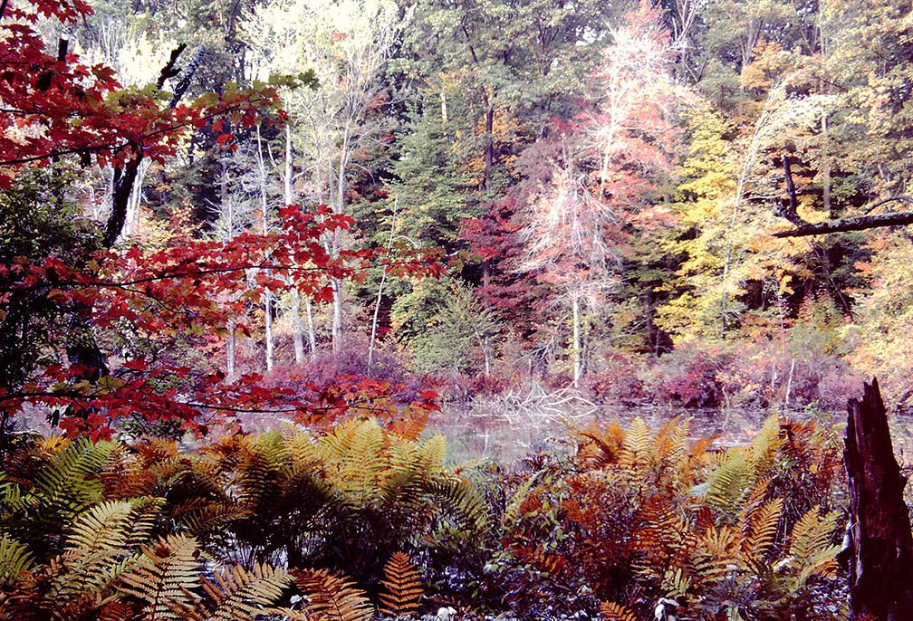 Colorful Fall Nature Photo