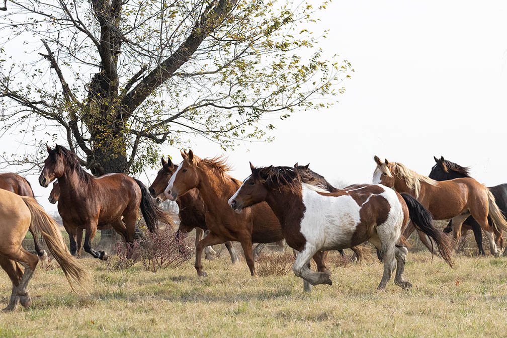 Running Horses in Salem County, NJ