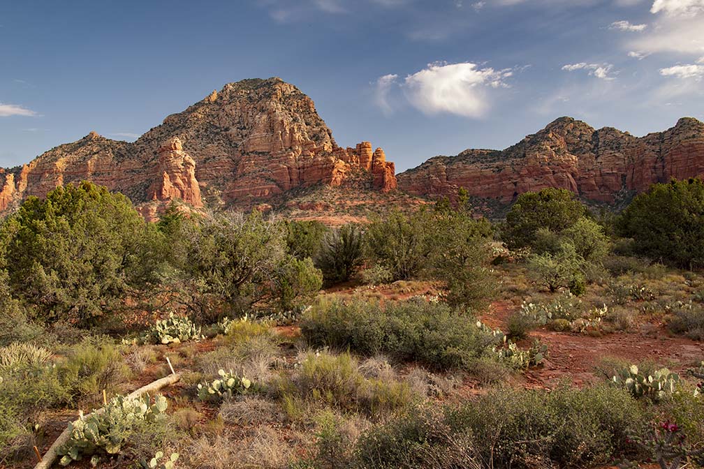 Sedona Red Rocks And Cactus