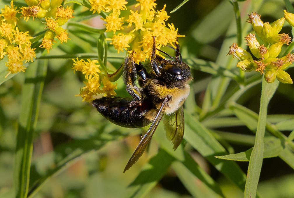 Carpenter Bee