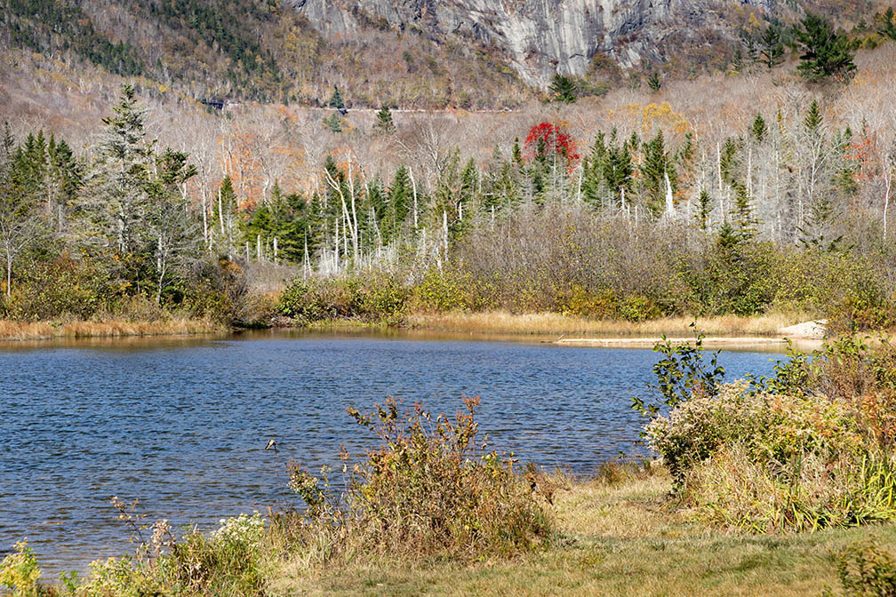 Willey Pond Loop Trail-View-2