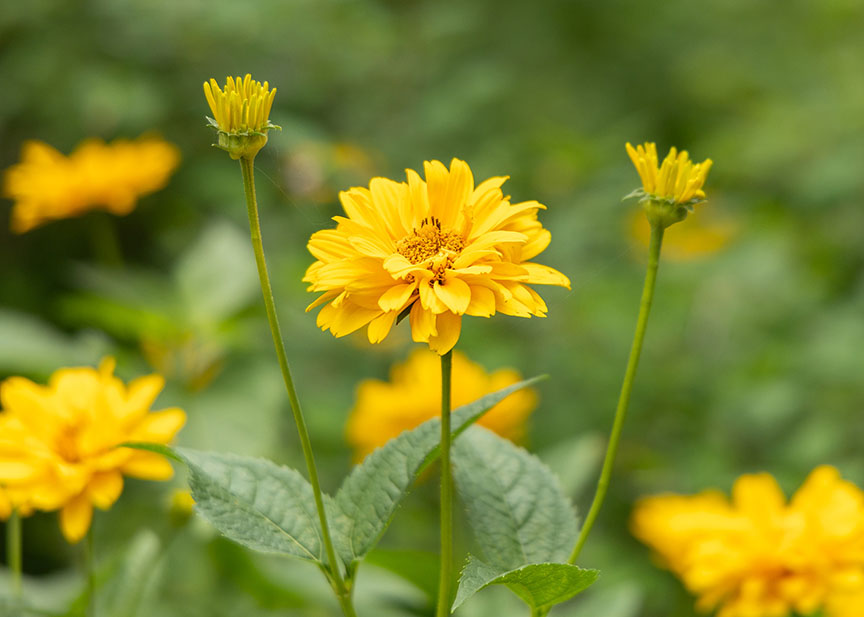 Alumni-Gardens Flower-Truro