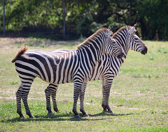 Two Zebras