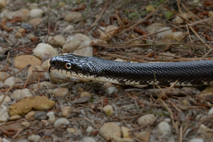 Black Snake