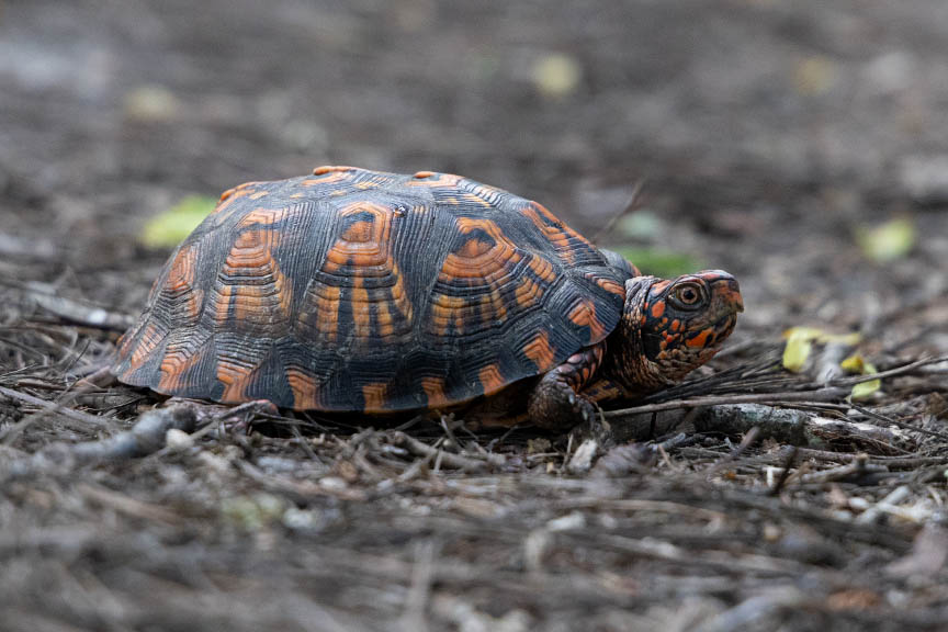 Box Turtle