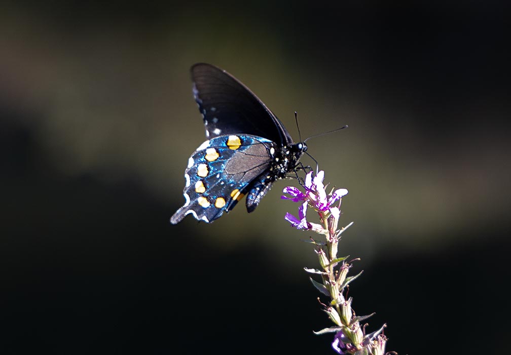 Pipevine-Swallowtail Butterfly