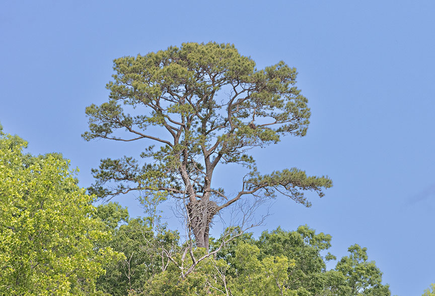 Inactive eagle's nest on Maurice River