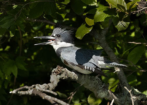 Kingfisher