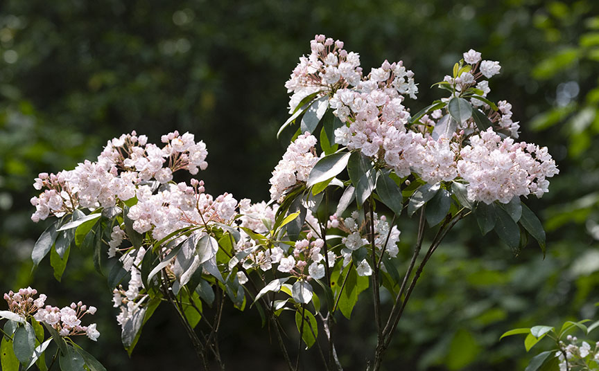 Mountain Laurel<br><br>