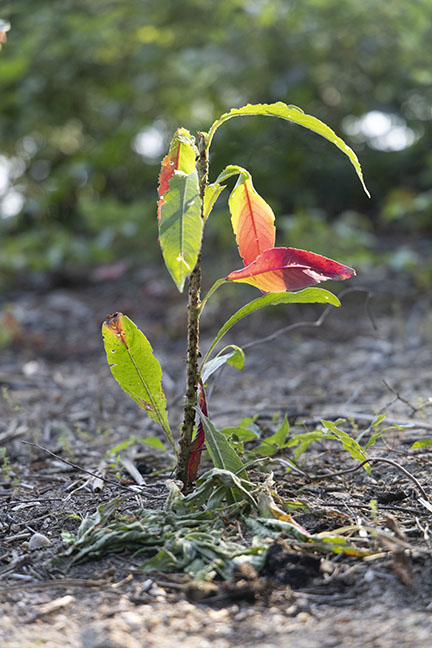 Photinia Plant